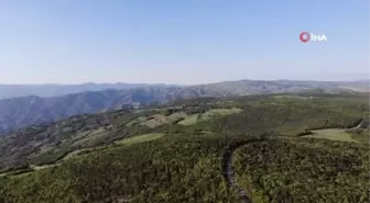 Nesli tükenme tehlikesinde olan 'su semenderleri' görüntülendi