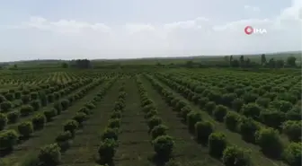 Portakal ağaçlarının kömür yolculuğu başladı