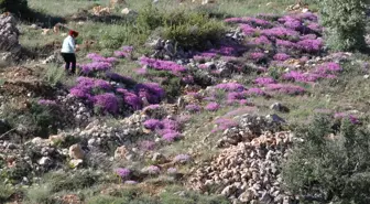 Başyayla'da yetişen kayagülü korunma altına alınmayı bekliyor