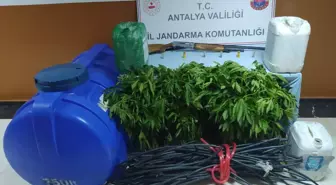 Antalya'da kurduğu sistemle ormanda kenevir yetiştirdiği iddiasıyla yakalanan zanlı tutuklandı