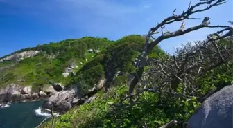 Burası ölüm adası! Metrekareye 5 yılan düşüyor, gidenlerin başına gelenler korkunç