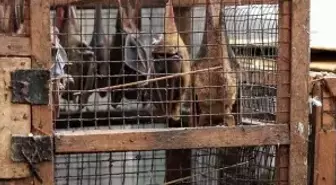 Koronayla ilgili skandal rapor: ABD ve Çin bir araya gelerek virüsü laboratuvarda geliştirdi