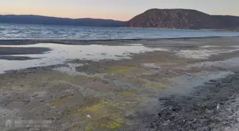 Son dakika... Salda Gölü'ndeki değişimin nedeni mevsimsel polenler