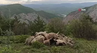 Ağıla girince şoka uğradı... Borçla aldığı koyunları telef oldu