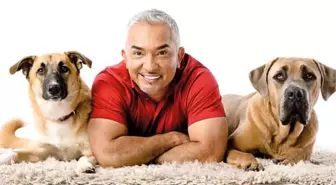 Cesar Millan: Köpekleri rehabilite ediyorum, insanları eğitiyorum