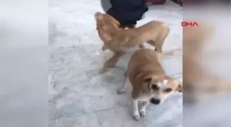 İSTANBUL ? KÖPEKLERDE GENÇLİK HASTALIĞI SALGINI; 3'Ü ÖLDÜ