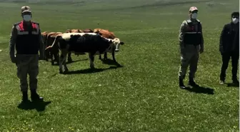 Son dakika haber | Kayıp hayvanlar jandarma tarafından bulundu