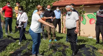 Osmanlı çileğinin aroması ve kokusu AB projesiyle yeni türlere aktarılacak