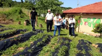 OSMANLI ÇİLEĞİNİN GENİ ARAŞTIRILIYOR