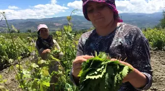 Tokat'ta asma bağ yaprağı hasadı başladı