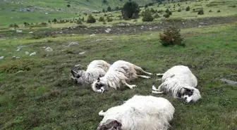 Yıldırım düşmesi sonucu 4 koyun telef oldu