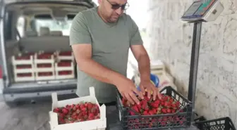 Derinkuyu'da çilek hasadı başladı