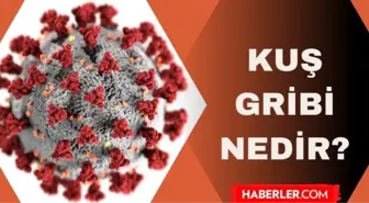 H10N3 kuş gribi nedir? Kuş gribi etkeni nedir? Kuş gribi öldürücü müdür?