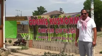 Ödemişli girişimciden kuşkonmaz üretimi