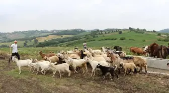 Yalova'da Islah Edilen Mera Otlatmaya Açıldı