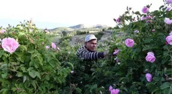 EĞİRDİR GÖLÜ MANZARALI BAHÇELERDE BU YIL GÜL ÇİÇEĞİ VERİMİ AZALDI