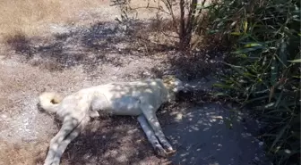 DEMRE'DE 10 KÖPEK ZEHİRLENEREK ÖLDÜRÜLDÜ