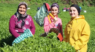 Giresun'da çay hasat şenliği gerçekleştirildi