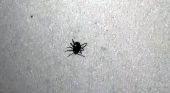 Kenenin neden olduğu ölümlere bir yenisi eklendi