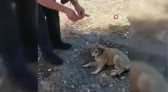 Son dakika haberleri... Köpekler telef edilince barınak sahibi hastanelik oldu