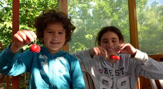 'Lapseki Devi' kiraz hasadı başladı