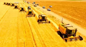 Dünyanın en büyük çiftliğinde buğday hasadı başladı