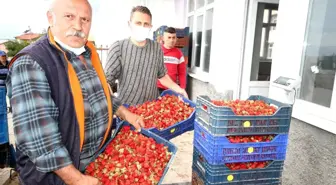 Konya'da üreticiler coğrafi tescilli çileğin alım fiyatının düşmesine tepkili