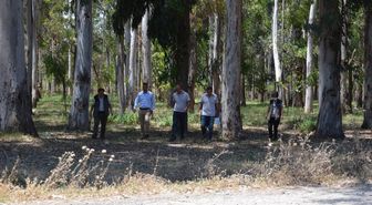 Mersin'deki okaliptüs ormanına ekoturizm parkuru yapılıyor