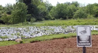 Pazara inmeden alıcı bulan Osmanlı çileğinin hasadına başlandı! Kilosu 60 liradan yok satıyor