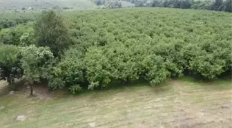 Sakarya'da uygulanacak Ar-Ge çalışmasıyla fındığın verimi artırılacak