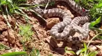 Tunceli'de yarı zehirli kocabaş yılanı görüntülendi