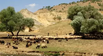 Yaylacıların zorlu koyun kırkım mesaisi başladı