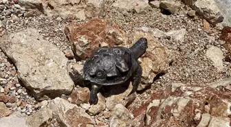 Acısu Plajı'nda ölü caretta caretta bulundu