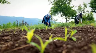 Kırsalın girişimci kadınları, bu projeyle daha da güçlendi