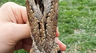 Kış mevsiminin uzaması, kuşların göç sezonunu değiştirdi