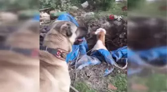 Kuyuya düşen ineği fark eden kangal köpeği saatlerce başından ayrılmadı