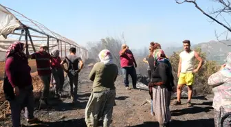 Son dakika haberi... Antalya'daki arazi yangınında seraların naylon örtüleri ve zeytin ağaçları küle döndü