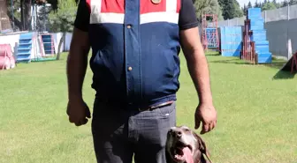 Dedektör köpek Volta'nın 'emekliliği' eğitmeni jandarma personelini üzdü