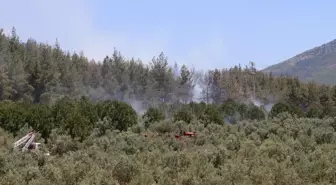 Denizli'deki orman yangınında 5 dönüm alan zarar gördü