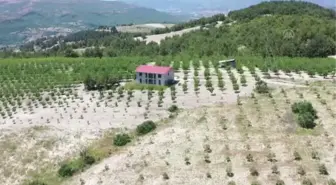 Devlet desteğiyle tarlasına badem fidanı diken üretici ihracata başladı
