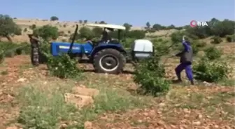 Gercüş'te bağ küllenmesine karşı ilaçlama başlatıldı