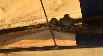 İş yerinin tentesine yuva yapan kumru ve iki yavrusuna esnaftan hassasiyet