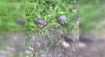 Temizlik işçisi, çöp konteynırına atılan kaplumbağaları kurtardı