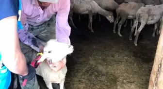 Şaphane'de küçükbaş hayvanlara veba aşısı