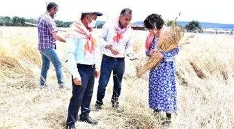 Başkan Soyer'in Menderesli Üreticilere Verdiği Karakılçık Tohumunun İlk Hasadı Yapıldı