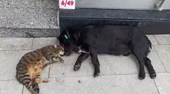 Birlikte uyuyan kedi ve köpeğin dostluğu görenleri şaşırtıyor