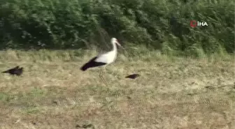 Çiftçi dostu leylekler iş başında