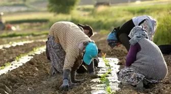 Kornişonun anavatanında fide dikimi başladı