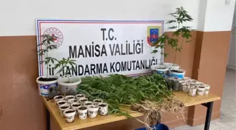 Manisa'da Hint keneviri yetiştiren iki şüpheli fotokapanla tespit edildi