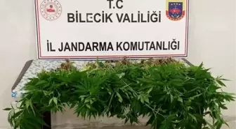 130 kök kenevir bitkisi ele geçirildi